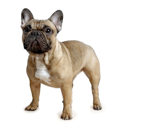 Fransk Bulldog